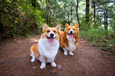 two corgis in the forest