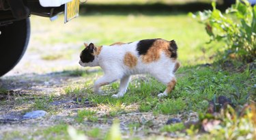 Japanese calico bobtail cat in a park.
