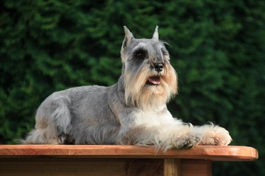 A gray dog of the miniature schnauzer breed lies in the cottage outdoors