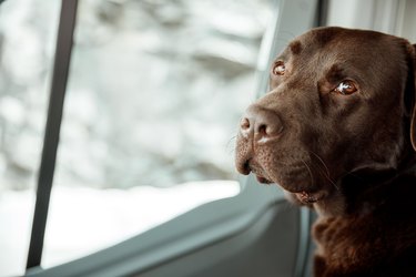 Portrait of a 4 year old chocolate labrador retriever sitting in a camper