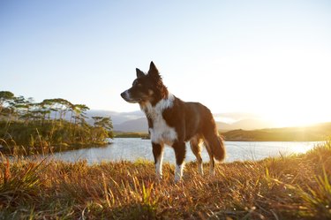 Dog, Border Collie, back lit standing in wild grass at sunrise.