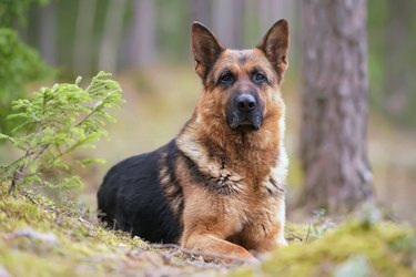 Serious black and tan German Shepherd dog posing outdoors in a forest lying down on a ground in spring