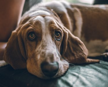 Close-Up Portrait Of A Dog