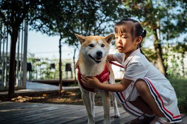 Little girl pets Shiba Dog with love and care outdoor