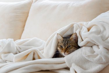 Beautiful european cat is relaxing in the soft white blanket on a sofa