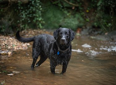 Black Labrador in water