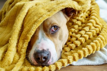 Close-up portrait of Pitbull dog with sadness expression at home indoors