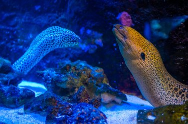 Beautiful aquarium with different types of moray and corals in the neon light in Prague, Czech republic