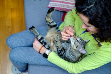 Woman playing with and feeding her cat on her lap