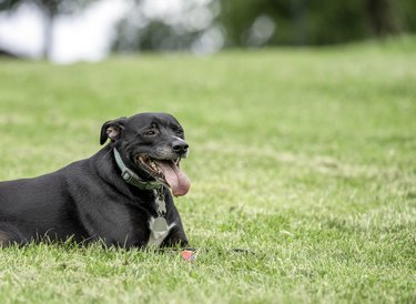 Black Lab Pointer Mix Lies on Stomach with Tongue Out in Grass 1