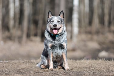 Blue heeler sitting in a forest