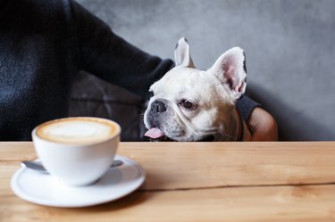 French bulldog sitting in the cafeteria.