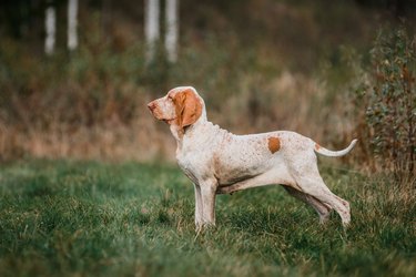 Adorable Bracco Italiano pointer dog hunting for fowl in meadow