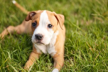 Brown and white puppy on grass