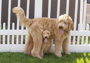Small Goldendoodle Standing Underneath a Larger One