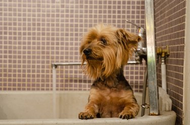 a small brown dog in the bath tub