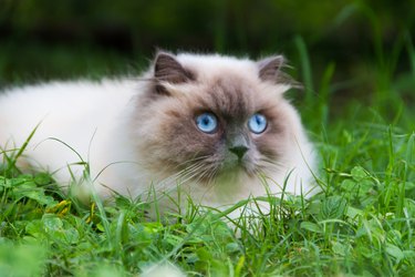 portrait of himalayan persian cat on the green grass in the summer