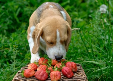The Beagle in the garden smells of freshly picked strawberries