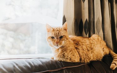 Ginger Cat sitting on Top of the back os a Leather Sofa, by a light Window