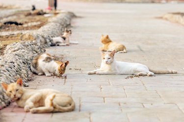 A colony of feral, stray or alley cats. Feral cats often live in groups called colonies, which are located close to food sources and shelter. Some colonies are organized in more complex structures.