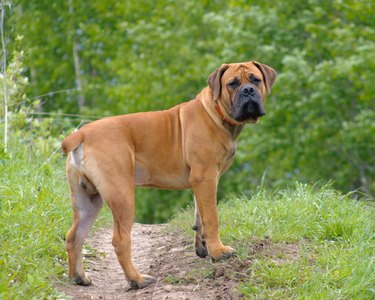 South African Boerboel on the grass