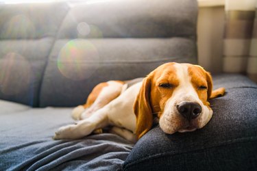 Dog lying on sofa at home