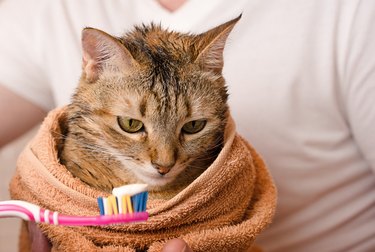 A cat is wrapped in a towel and a person is holding a toothbrush with toothpaste towards the cat's mouth.