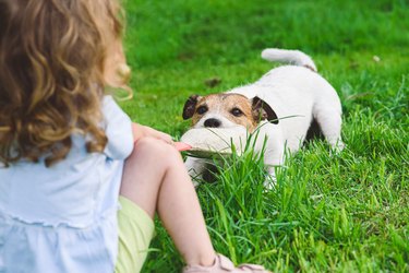 Little girl pulls toy playing tug-of-war game with family pet dog.