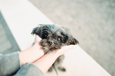 Woman hands holding a cute rescued black Shih Tzu dog head
