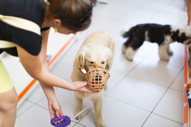 Cute Golden retriever with muzzle in pet store