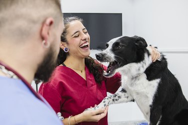 dog medical checkup at veterinary clinic