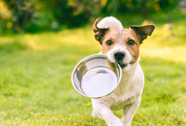 Hungry or thirsty dog fetches metal bowl to get feed or water