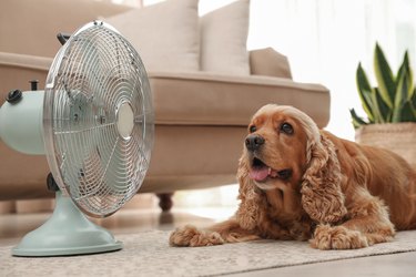 An English Cocker Spaniel dog lying on the floor in front of a small fan