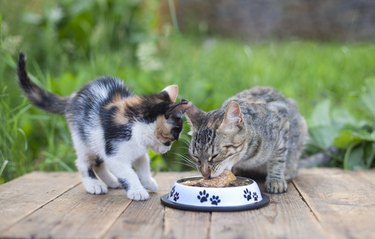 Mother cat and kitten eating food from wooden cat bowls in spring garden