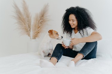 Horizontal shot of happy Afro American woman spends leisure time with dog, feels comfort, poses on bed with white bedclothes. Jack rusell terrier smells aromatic drink from mug, sits near owner