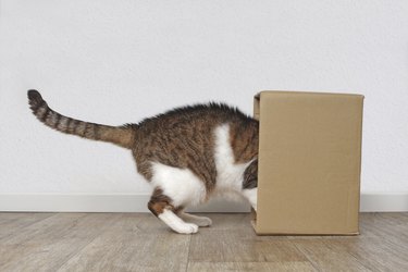 Curious tabby cat stuck his head inside a cardboard box. Side view with copy space.