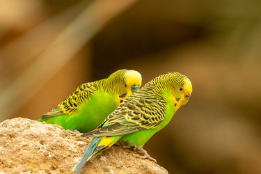 Two small parakeets