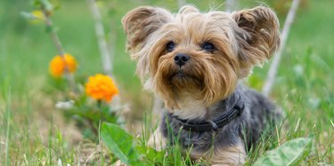 Yorkshire Terrier puppy lies in the low spring grass close to flowers. Funny small York puppy on golden hour time photography.