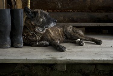 Senior dog laying on the porch.