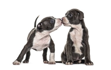 Two Young puppies American Bully sniffing each other to getting to know