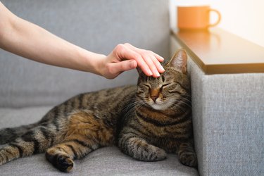 A Domestic Gray Tabby Cat With An Orange Nose Is Lying On The Couch. Next To It Is A Mug Of tea or coffee. A girl or woman strokes a kitten's head with her hand.