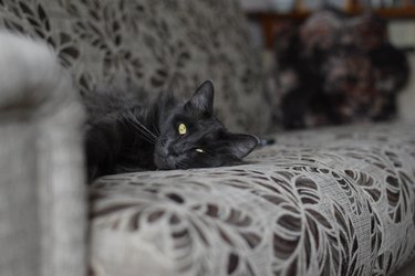 Close-Up Portrait Of A Cat