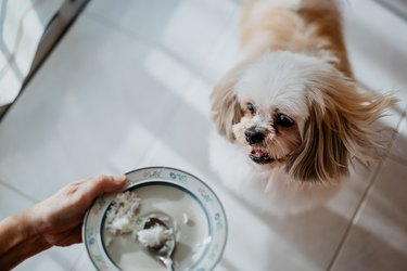 Dog waiting for food feeding