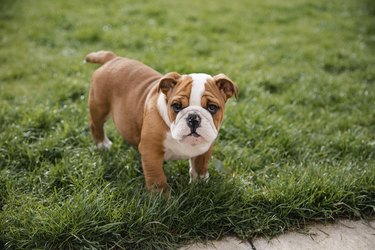 how much should i pay for an english bulldog puppy