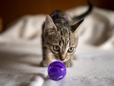 Small Kitten Playing With A Magenta Ball