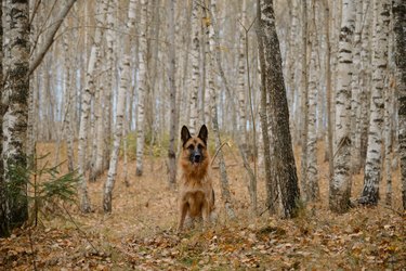 German Shepherd dog walks through fall forest among fallen yellow leaves around on ground. No people. Horizontal minimalistic background. Thoroughbred dog sits in birch grove in autumn.