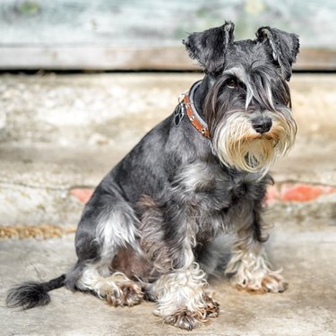 miniature shnauzer dog sitting against the wall outdoor