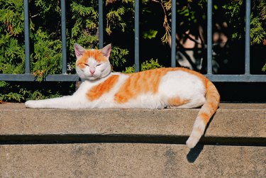 orange and white cat on haunches with arms stretched out