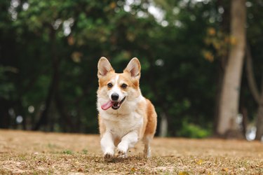 Happy energetic pet Corgi dog running on grass in a nature park outdoors having fun playing