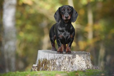 teckel or dachshund having fun